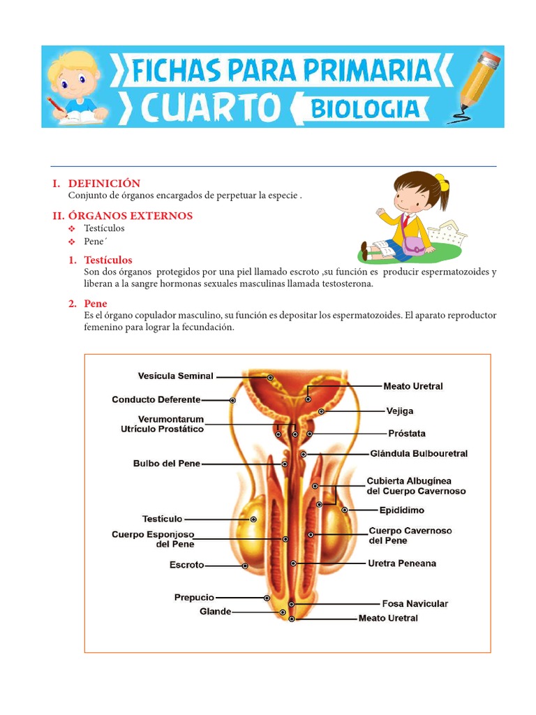 Sistema Reproductor Masculino Para Cuarto De Primaria Pdf Pdf Semen