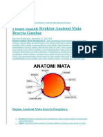 Anatomi Mata 