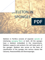 Skeleton in Sponges