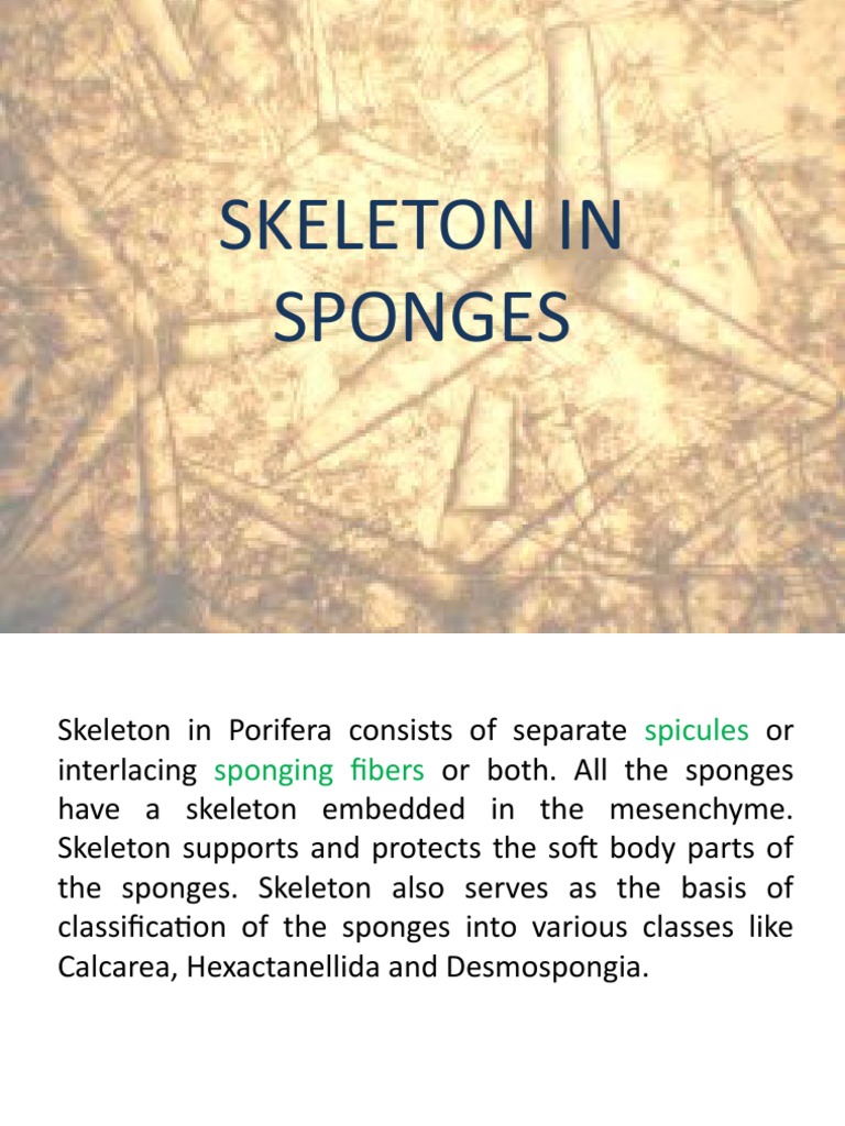 Skeleton in Sponges PDF Sponge Skeleton