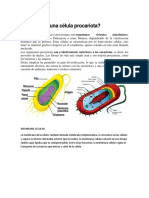 Celulas Procariotas