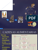 Cadenasalimentarias 101020173940 Phpapp01