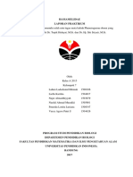 Hamamelidae PDF