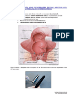 Tema 31. Patologia Anorectal PDF