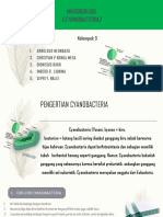 Cyanobacteria Kelompok 3