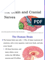 The Brain and Cranial Nerves: Lecture Slides Prepared by Curtis Defriez, Weber State University