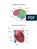Anatomy of The Human Brain