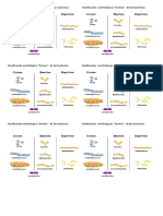 Clasificación Morfológica Formas de Bacterias