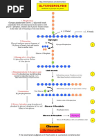 Glycogen Metabolism