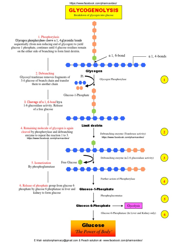 Gluconeogenesis – My Endo Consult, image size:768x1024