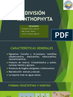 Xantophyta