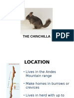 La Chinchilla