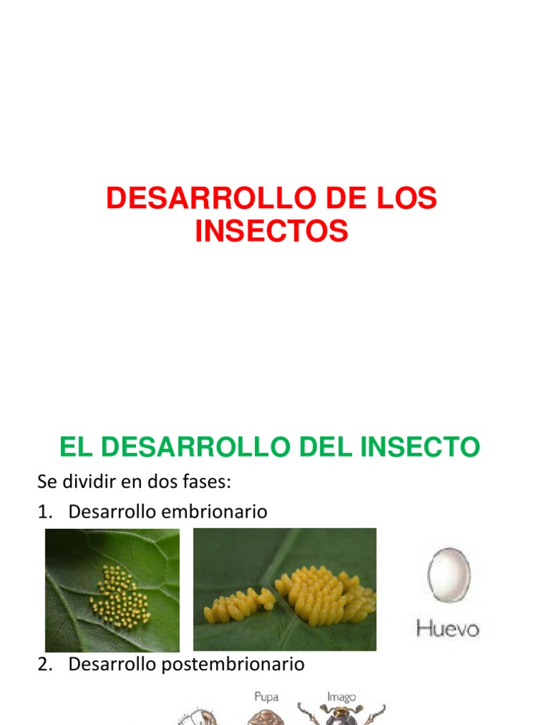 Desarrollo Embrionario y Postembrionario de Insectos | PDF | Escarabajo ...