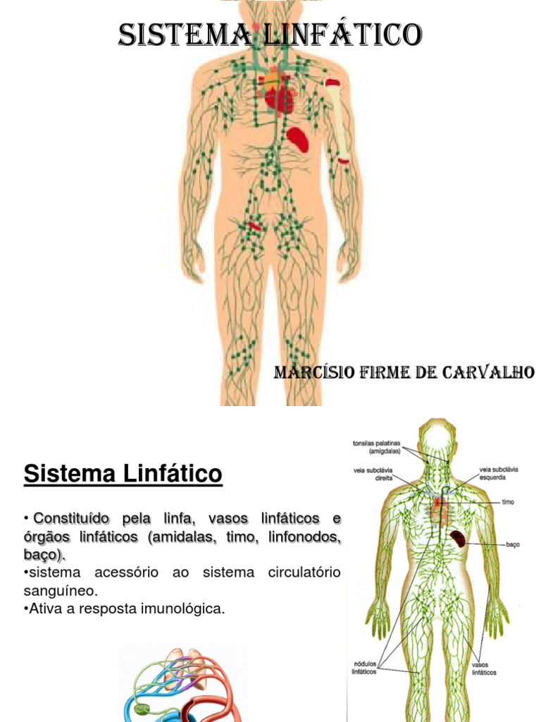 Sistema linfático Marcísio firme de carvalho Sistema Linfático Linfa