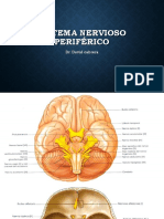 Sistema Nervioso Periférico PDF