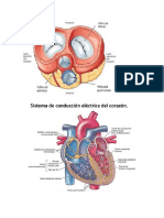 Los soplos cardiacos son ruidos diferentes a los normales que se producen cuando alguna estructura del corazón produce flujos de la sangre a su paso por las válvulas cardiacas diferentes a los habituales.docx