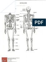 Anatomia Wellness.pdf
