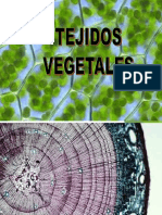 Tejidos Vegetales Ciencias PDF
