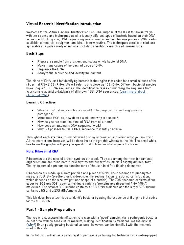 Bacterial Identification Lab Worksheet Answers - worksheet