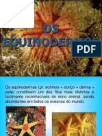 EQUINODERMOS