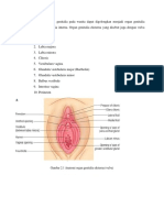 Anatomi Genitalia Eksterna Wanita Fix