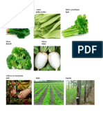 Clasificación de Hortalizas