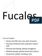 Fucales
