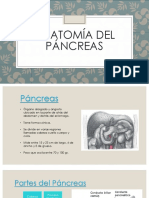 Pancreas Endocrino - Mafer