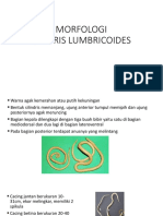 Morfologi Ascaris Lumbricoides