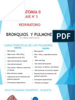 Anatomía respiratoria: bronquios, pulmones y segmentación