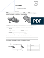 Guia Fotosintesis