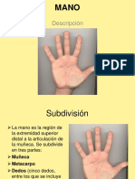 Extremidad Superior Anatomia de La Mano