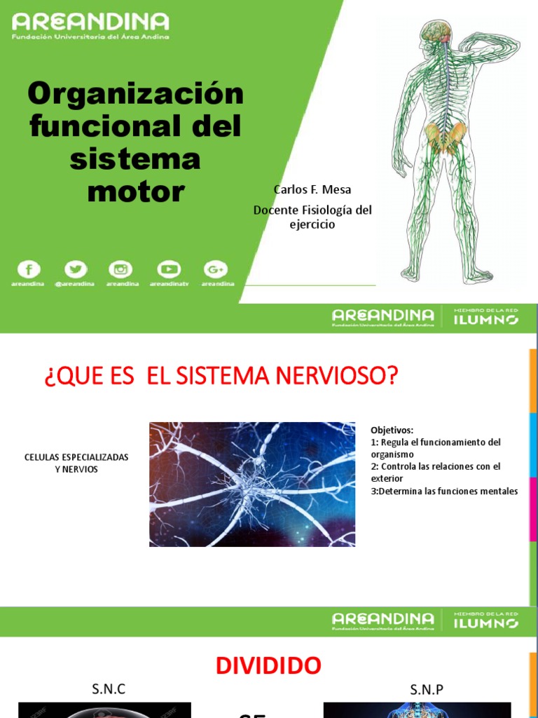 Organización funcional del sistema motor: Carlos F. Mesa Docente ...