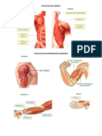 Musculos Del Tronco