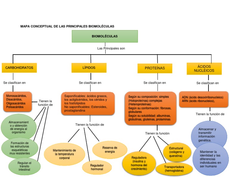 Mapa Conceptual De Las Principales Biomoleculas Biomoléculas