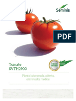Tomate Bola SVTH2900