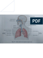 Canto Anatomía