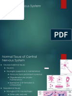 Central Nervous System Anatomy and Pathology