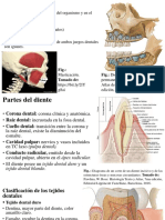 Dientes Histología