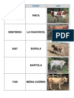 Animales Rancho