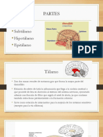 Exposición Del Diencéfalo