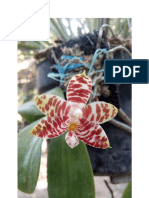 Kalau Tidak Salah Ini Phalaenopsis Bellina
