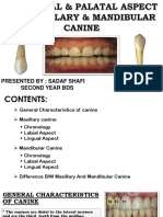 Maxillary and Mandibular Canine