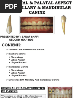 Canine Tooth Anatomy Overview | PDF | Dental Anatomy | Tooth
