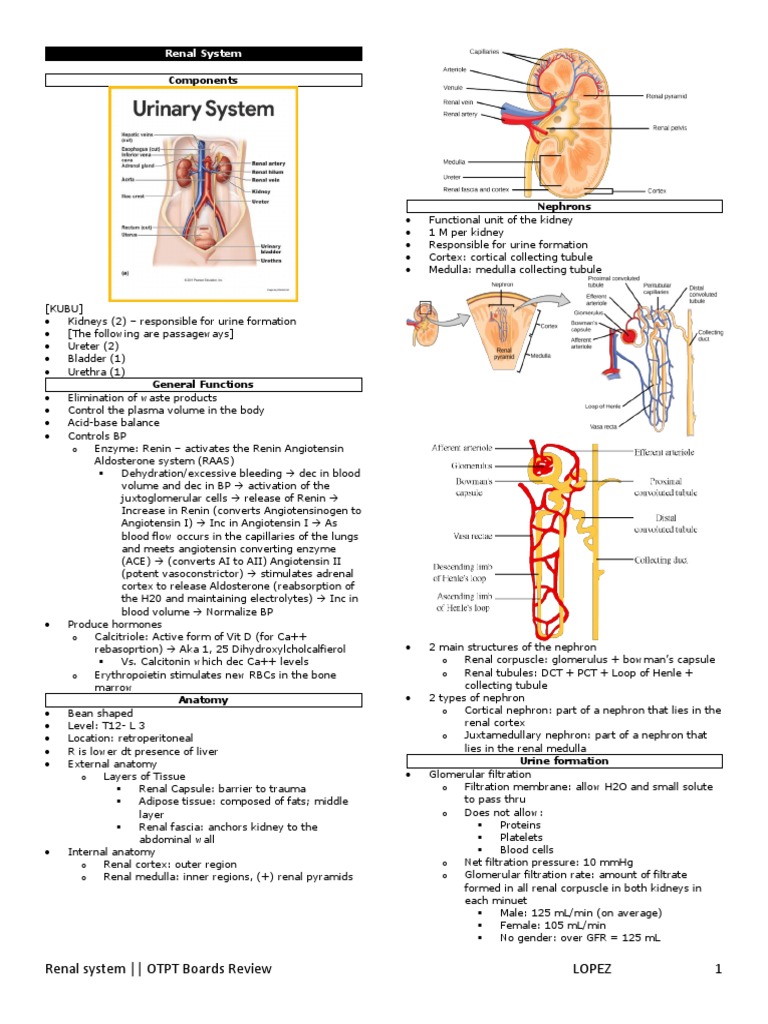 Lec15 - Renal System | PDF | Kidney | Urinary System