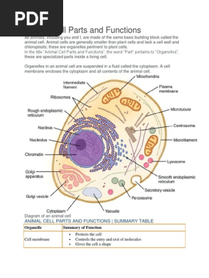 parts of an animal cell and their functions