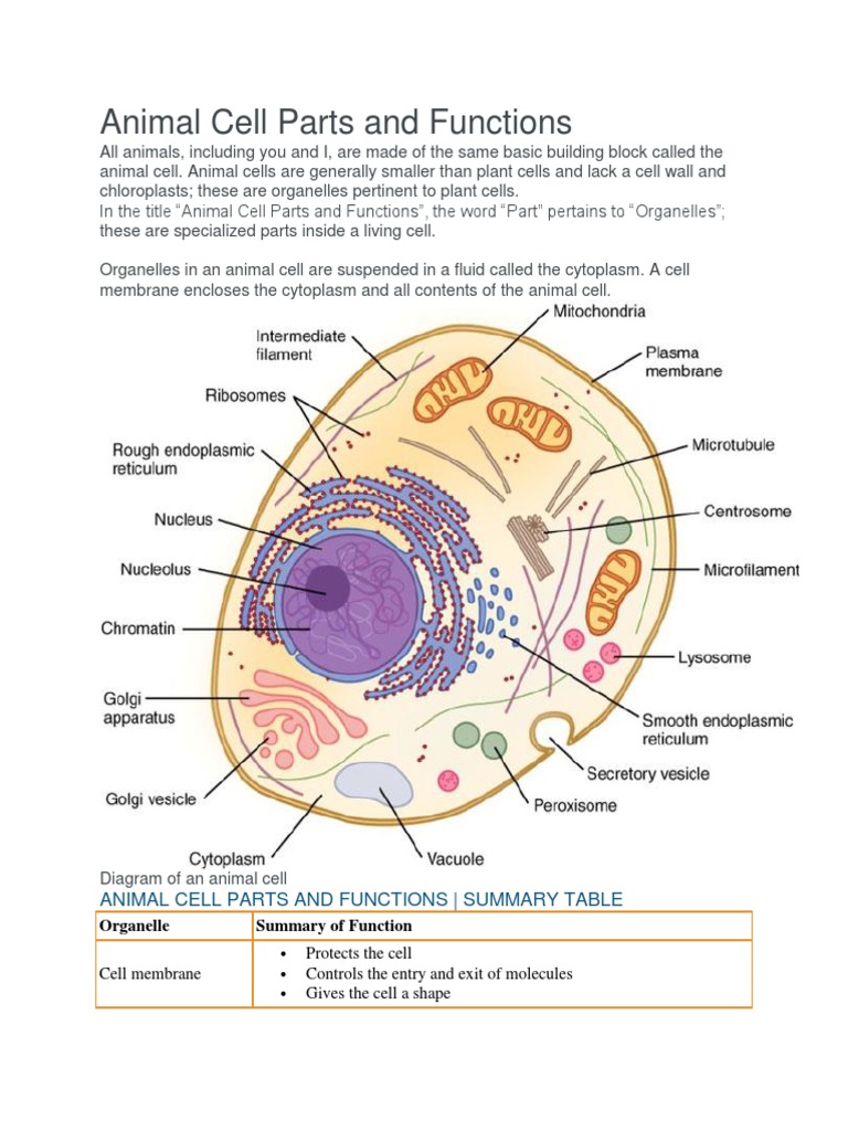 animal cell diagram and functions