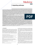 Medicine: Cancer Stem Cell Signaling Pathways