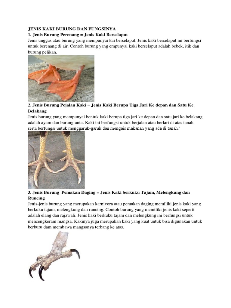 960 Koleksi Gambar Kaki Unggas Dan Fungsinya Gratis Terbaru