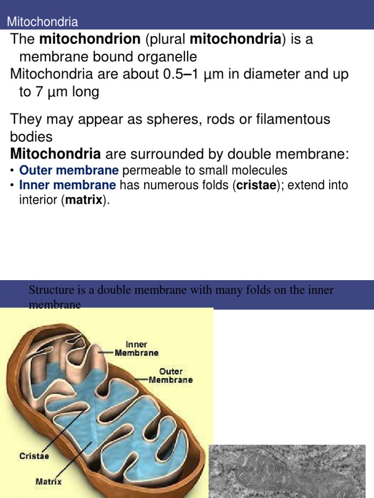 Mitochondria and Chloroplasts Overview | PDF | Mitochondrion | Chloroplast